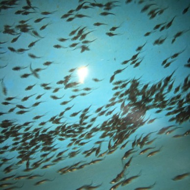 活体四川中华鲟鱼苗观赏鱼杂交鲟鱼苗批发