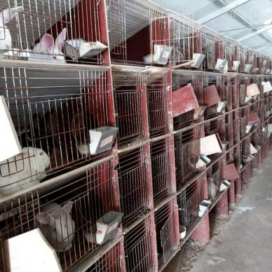 活体比利时肉兔价格  厂家批发出售
