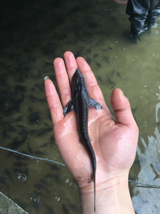 中华鲟鱼苗鸭嘴鲟批发出售