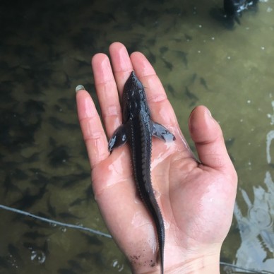 中华鲟鱼苗鸭嘴鲟批发出售