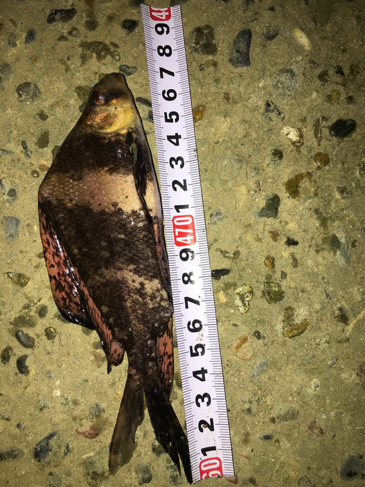 杂交鲟中华鲟鱼苗批发出售