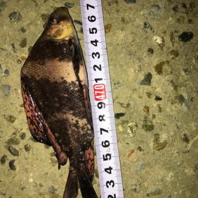 杂交鲟中华鲟鱼苗批发出售