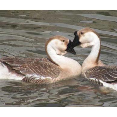 汕头鹅苗，广西鹅苗，鹅苗批发，