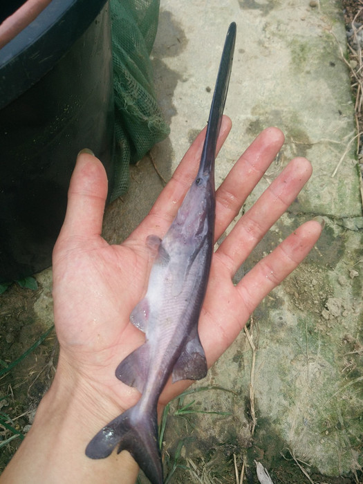 出售鸭嘴鲟中华鲟匙吻鲟鱼苗批发