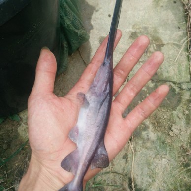 出售鸭嘴鲟中华鲟匙吻鲟鱼苗批发