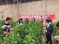 韩城：提升蔬菜产业 助推乡村复兴