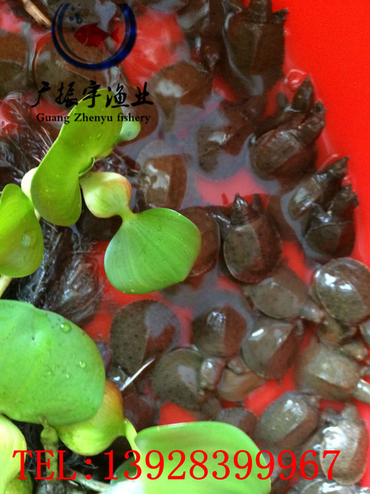 广振宇经营出售鲶鱼鱼苗土塘虱价格罗非