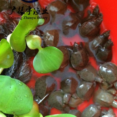 广振宇经营出售鲶鱼鱼苗土塘虱价格罗非