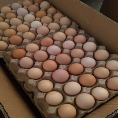 纯种草鸡种蛋  受精胚胎鸡蛋 绿壳受精种蛋报价 价格优惠