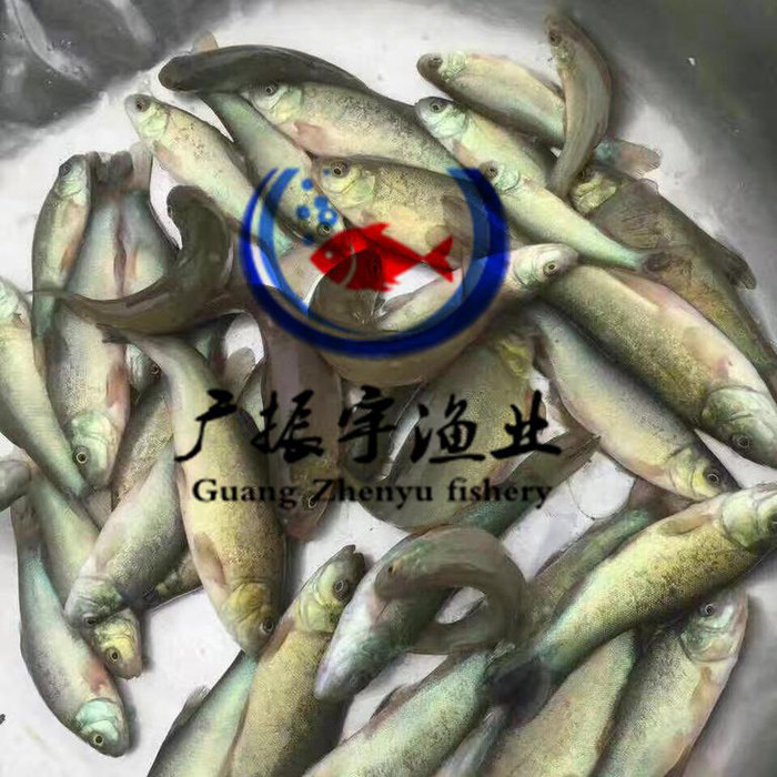 广振宇经营出售鲶鱼鱼苗缩骨大头价格青鱼