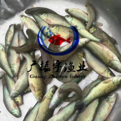 广振宇经营出售鲶鱼鱼苗缩骨大头价格青鱼