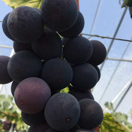 [供]大量巨峰葡萄上市