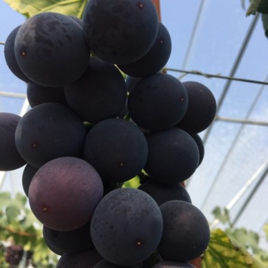 [供]大量巨峰葡萄上市
