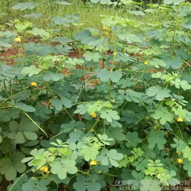 厂家直销猪屎豆种子 护坡用 优质绿肥猪屎豆 景观花海工程种子量大优惠