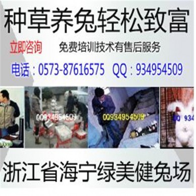 野兔种兔供应