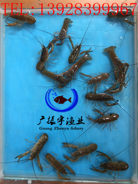 广振宇经营出售黄骨鱼鱼苗批发鲤鱼价格红鲤鱼