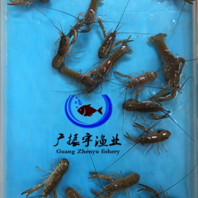 广振宇经营出售黄骨鱼鱼苗批发鲤鱼价格红鲤鱼