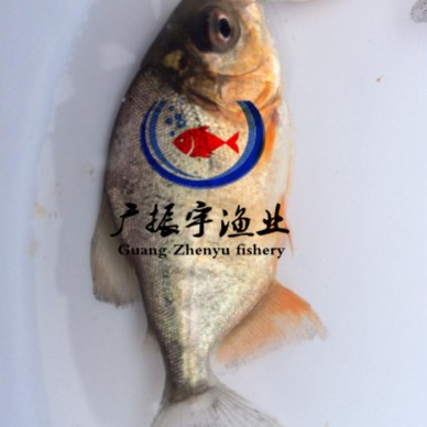 广振宇经营出售鱼苗批发鲤鱼价格银鳕鱼鱼苗批发