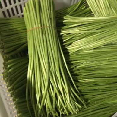 [供]篱蒿种植，质量保证，