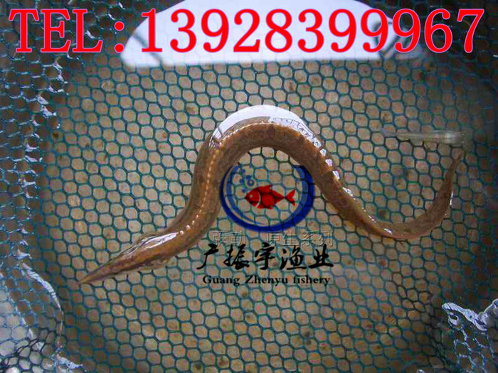 广振宇经营出售黄骨鱼鱼苗批发鸭嘴鱼价格黄骨鱼鱼苗批发