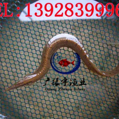 广振宇经营出售黄骨鱼鱼苗批发鸭嘴鱼价格黄骨鱼鱼苗批发