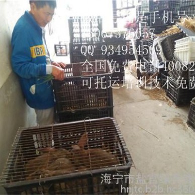 广西兔子养殖成本适合农村的养殖项目规格品种