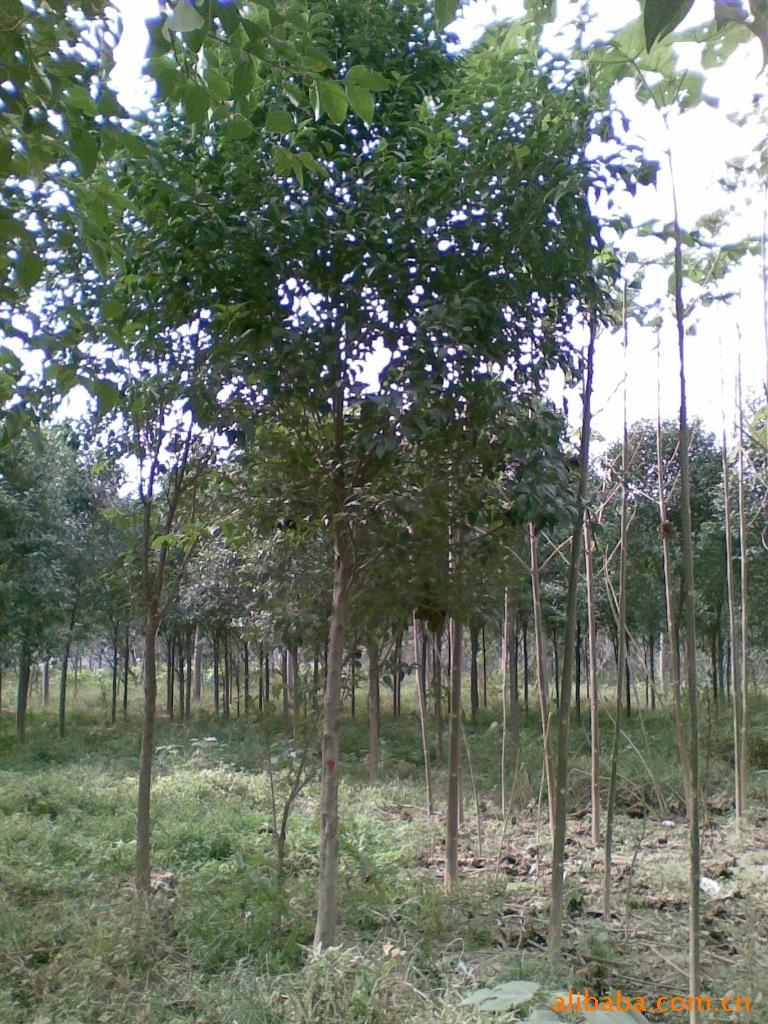 黄山栾树苗2米高