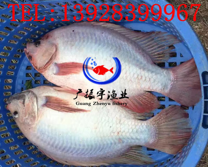 广振宇经营出售青鱼鱼苗金鳙鱼价格淡水石斑