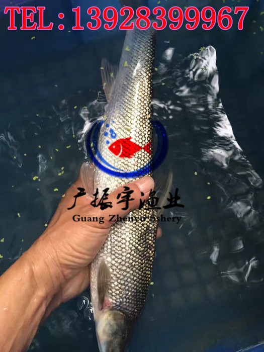 广振宇经营出售鲶鱼鱼苗叉尾鱼价格鲈鱼鱼苗批发