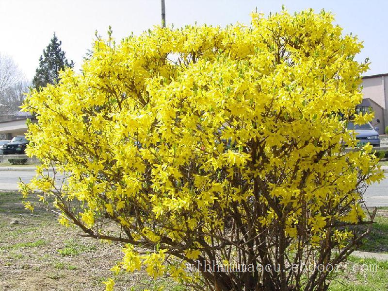 好雨知时节-连翘哪家好@连翘出售@连翘批发价格
