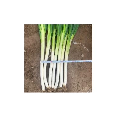[供]全年供应大葱，有需要的老板可以和我联系