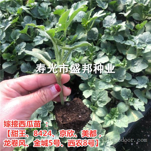 直根西瓜苗 嫁接西瓜苗 甜王 京欣 84-24 美都 龙卷风 金城5号 西农8号
