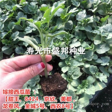 直根西瓜苗 嫁接西瓜苗 甜王 京欣 84-24 美都 龙卷风 金城5号 西农8号