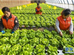 河北永清：无土水培蔬菜助推产业晋级