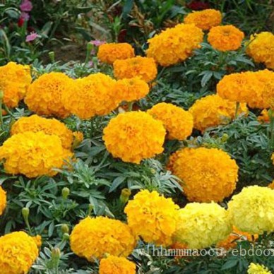 浙江万寿菊-想买合格的万寿菊-就到文霖花卉苗木