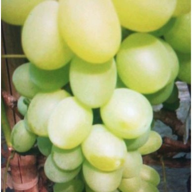 [供]饶阳葡萄大量上市批发代办