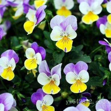 角堇价格-想买新品角堇-就到金珀花卉苗木