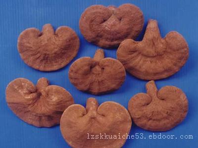 灵芝切片种植基地_山东哪里可以买到好用的灵芝