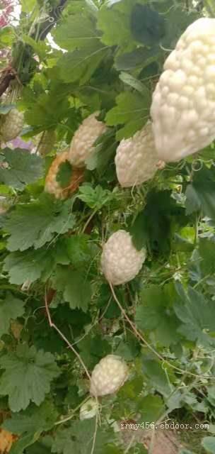 苹果苦瓜芽率高 苹果苦瓜种子发芽率高