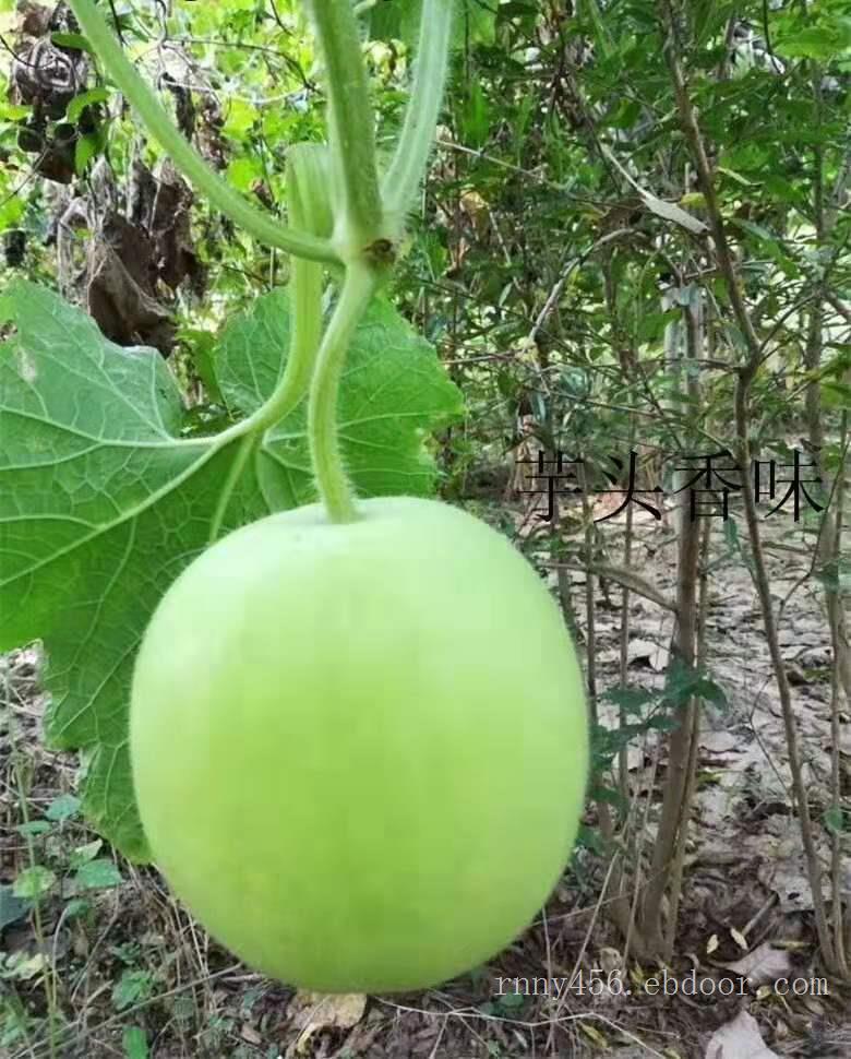 香喷喷的香芋冬瓜种子 香芋冬瓜种子
