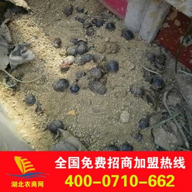 大量批发中药材 中药饮片 土元 活土元 免费提供技术指导，回收产品