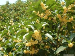 中国决定将桂花作为工业发展的淮南桂花苗主食