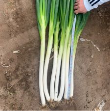 [供]本人全年供应大葱，有需要的老板可以与我联系