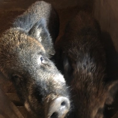 [供]长年供应野猪打的小的都有