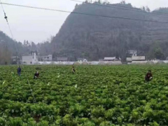 百里杜鹃管委会戛木管理区多举措推进蔬菜销售义务