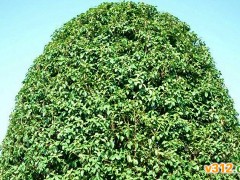 谈老品种：市场给桂花逼出多少条路