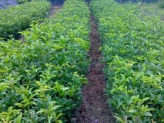 桂花六安桂花苗只吃了一年