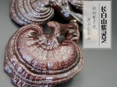 灵芝泡水灵芝长白山灵芝灵芝法