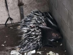 山人特种养殖 豪猪种猪价格  豪猪养殖技术培训