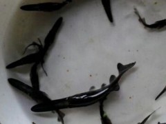 日照匙吻鲟鱼苗【明辉水产】